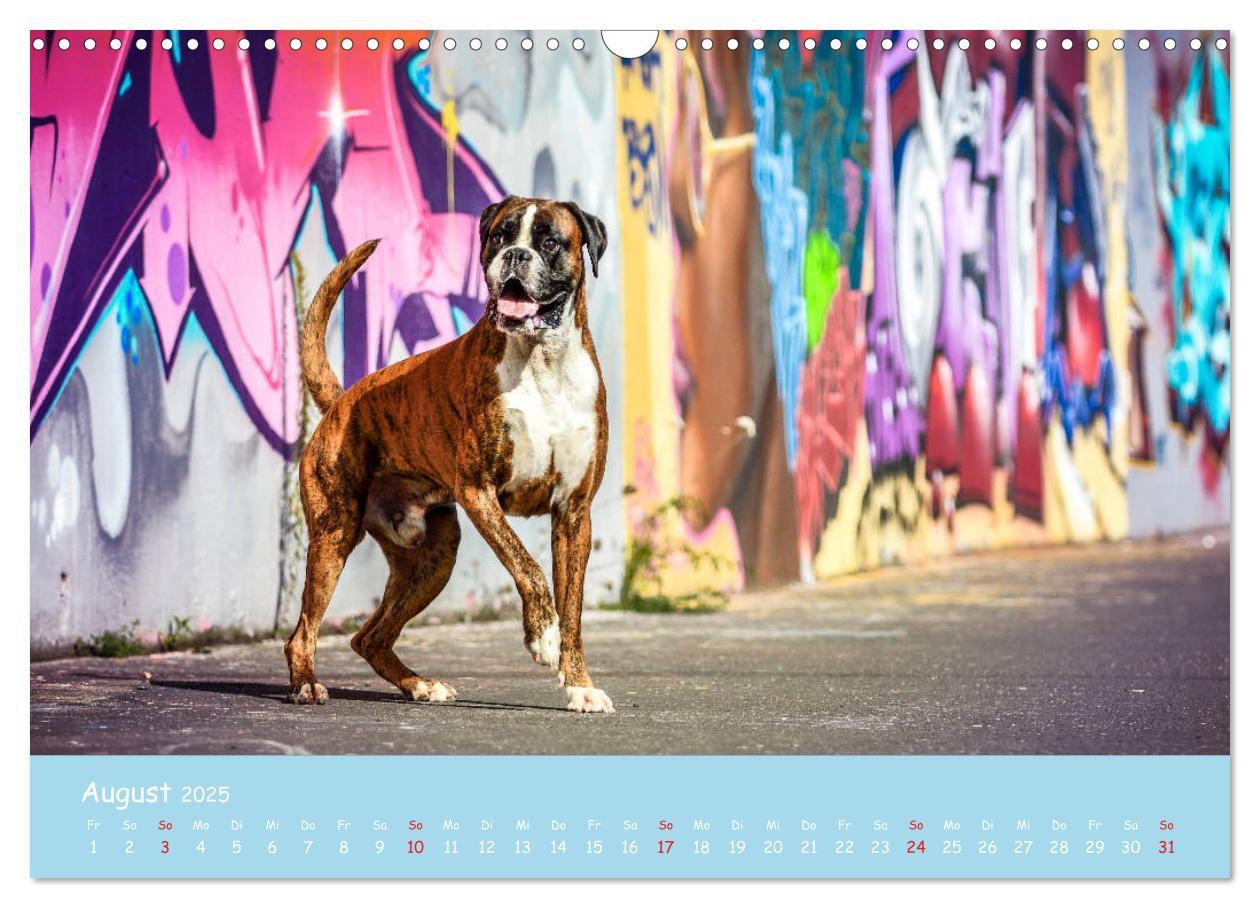 Bild: 9783435314157 | Hunde und Graffiti (Wandkalender 2025 DIN A3 quer), CALVENDO...