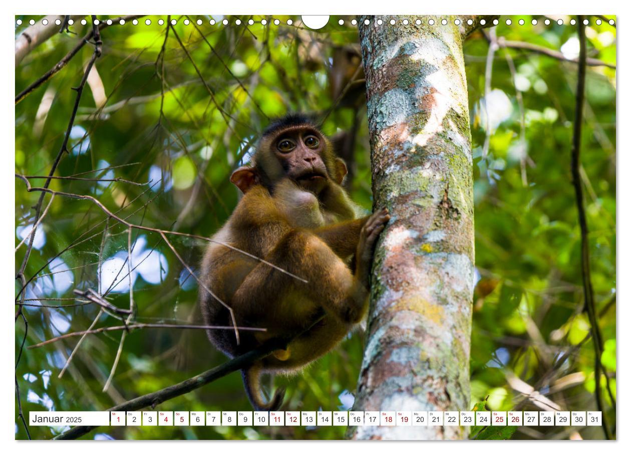 Bild: 9783457151044 | Gunung Leuser Nationalpark Sumatra (Wandkalender 2025 DIN A3 quer),...