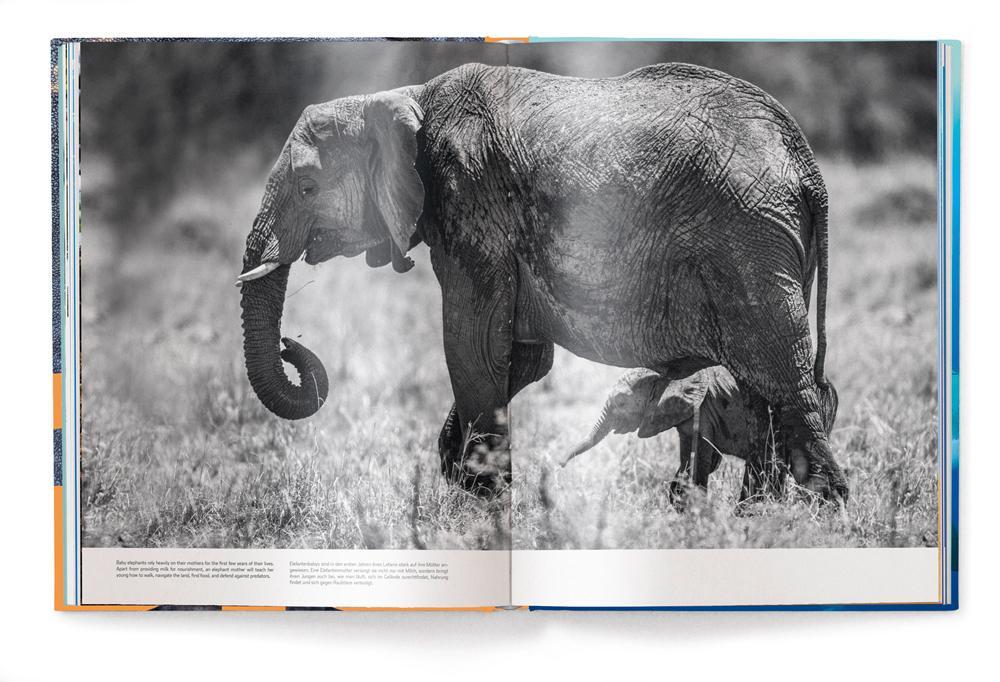 Bild: 9783961713851 | BIG | A Photographic Album of the World's Largest Animals | Buch