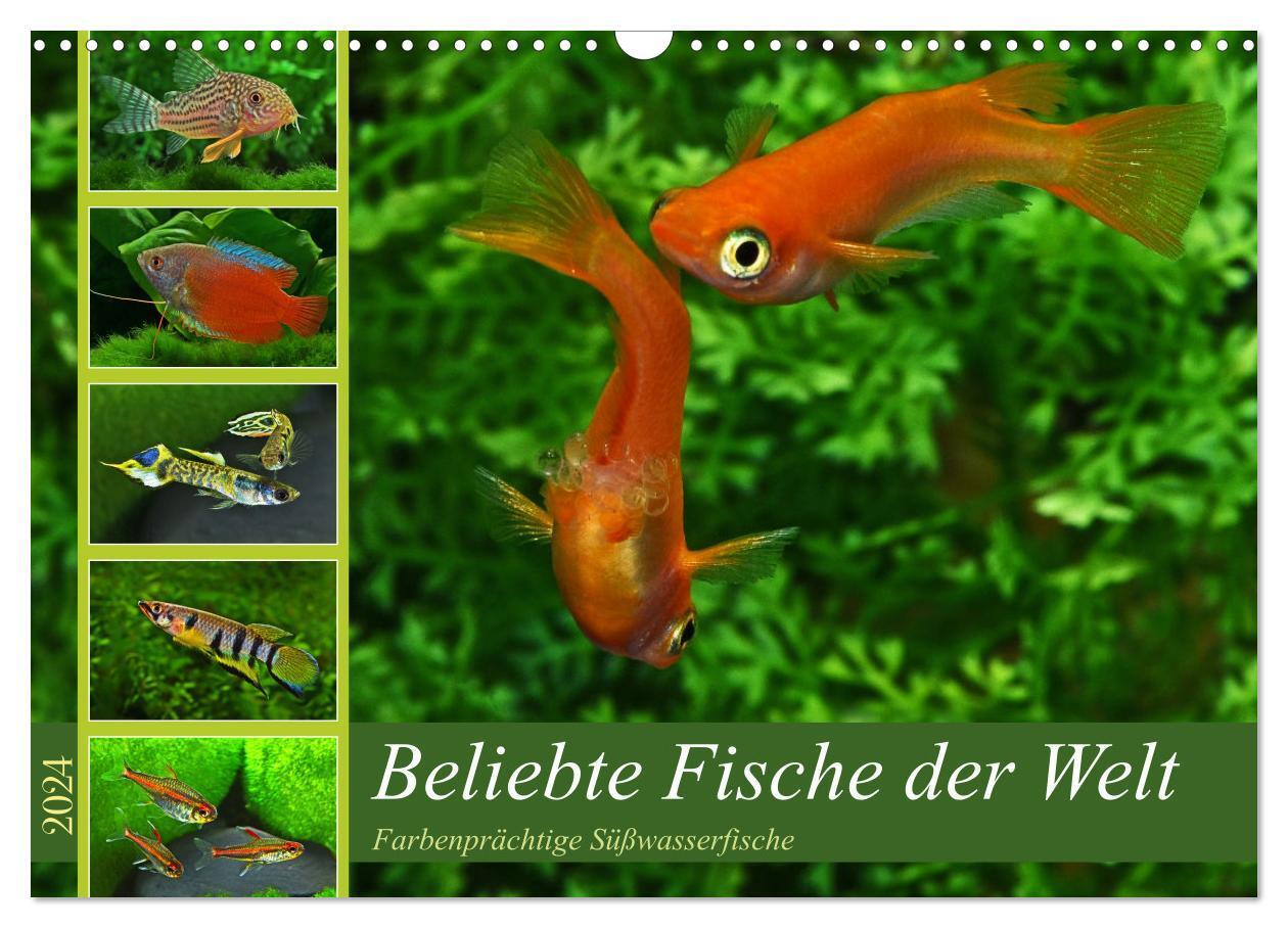 Cover: 9783675772663 | Beliebte Fische der Welt (Wandkalender 2024 DIN A3 quer), CALVENDO...