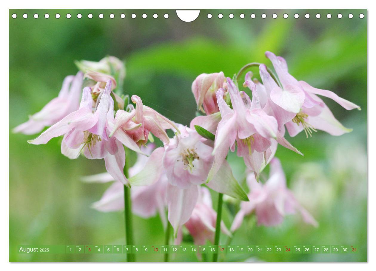 Bild: 9783435173181 | Beschwingte Blumenwelt (Wandkalender 2025 DIN A4 quer), CALVENDO...