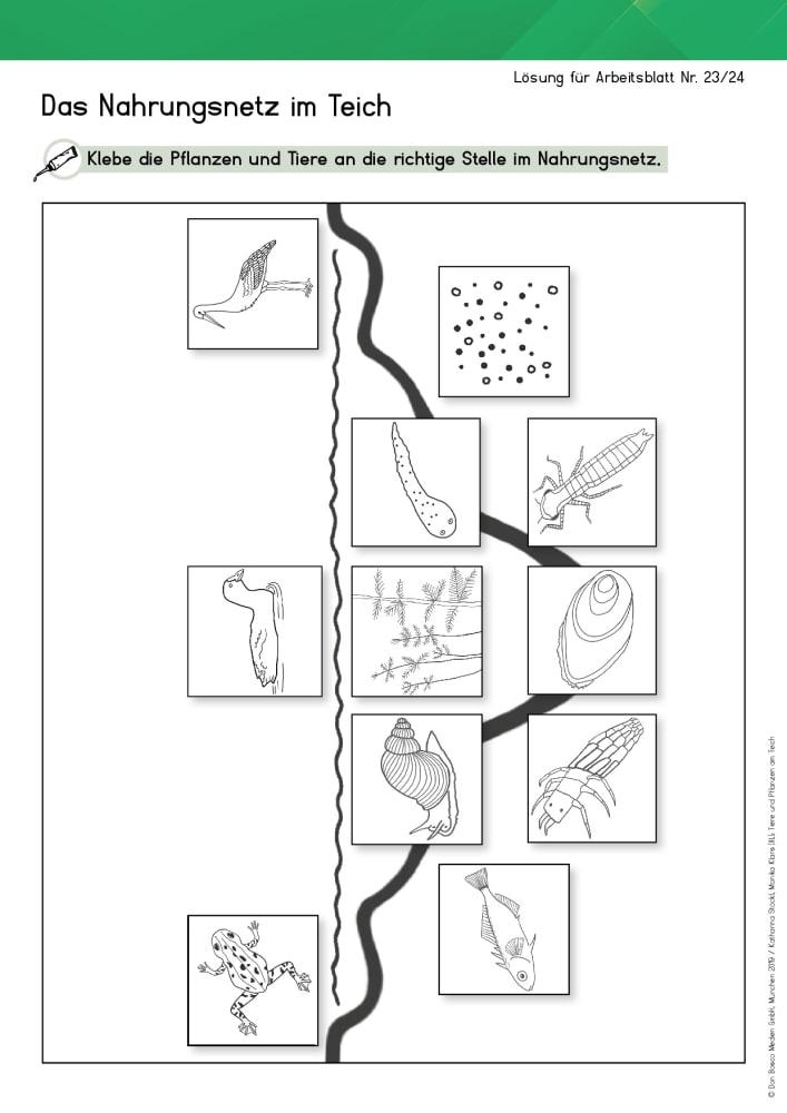 Bild: 9783769824469 | Arbeitsmaterial Grundschule. Sachunterricht. Tiere und Pflanzen am...