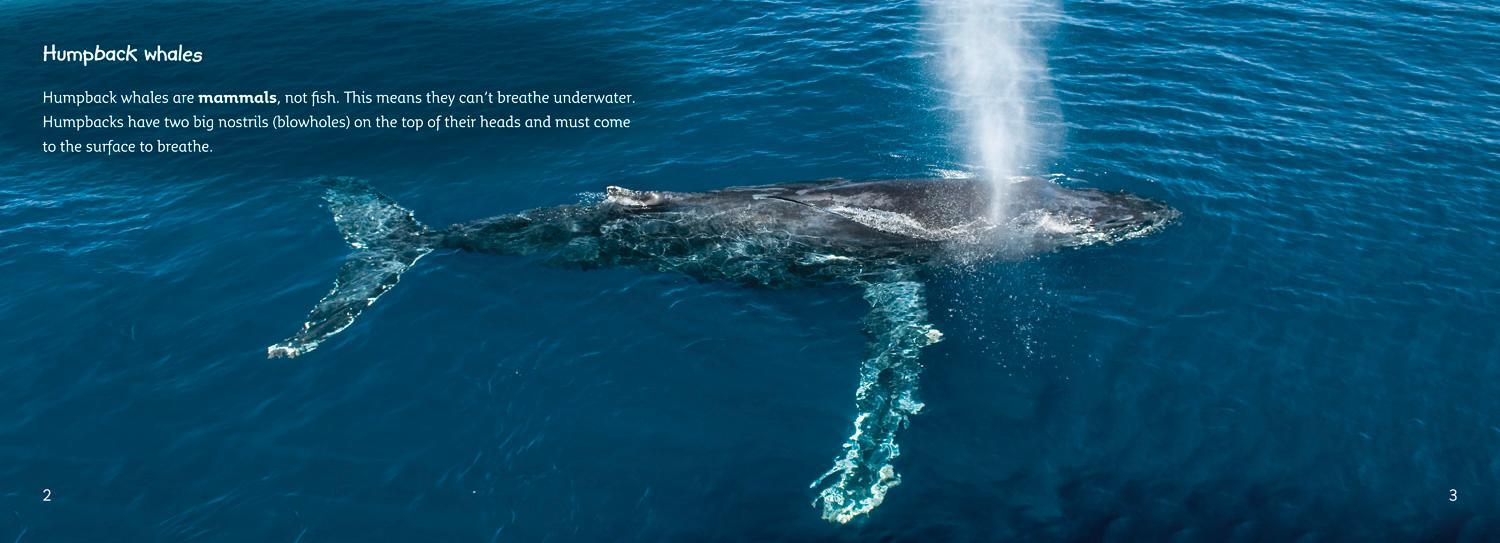 Bild: 9780007461820 | The Journey of Humpback Whales | Andy Belcher | Taschenbuch | Englisch
