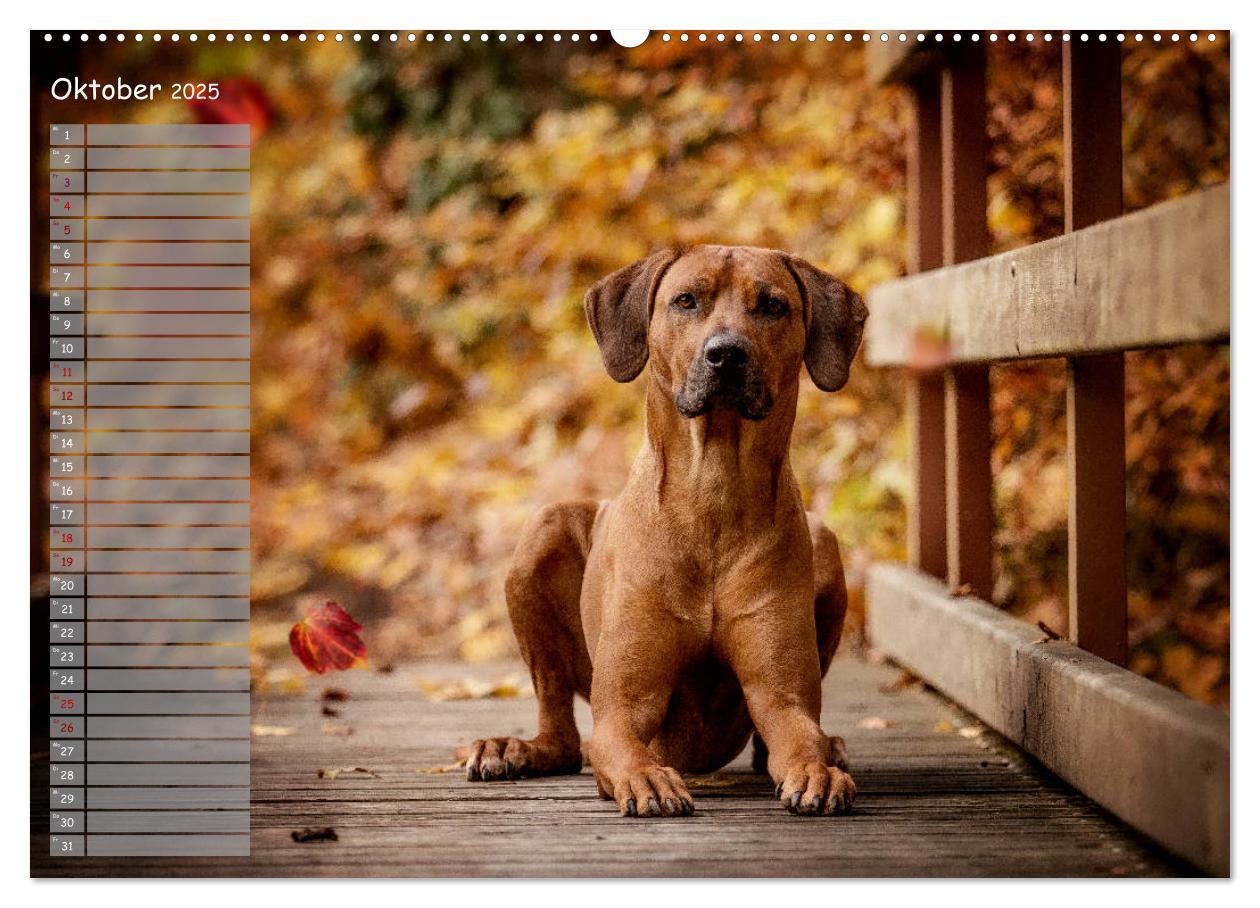 Bild: 9783435352449 | Rhodesian Ridgeback - Herzen auf vier Pfoten (hochwertiger Premium...