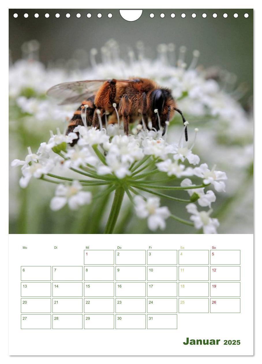 Bild: 9783457030813 | Bienen-Terminplaner 2025 (Wandkalender 2025 DIN A4 hoch), CALVENDO...