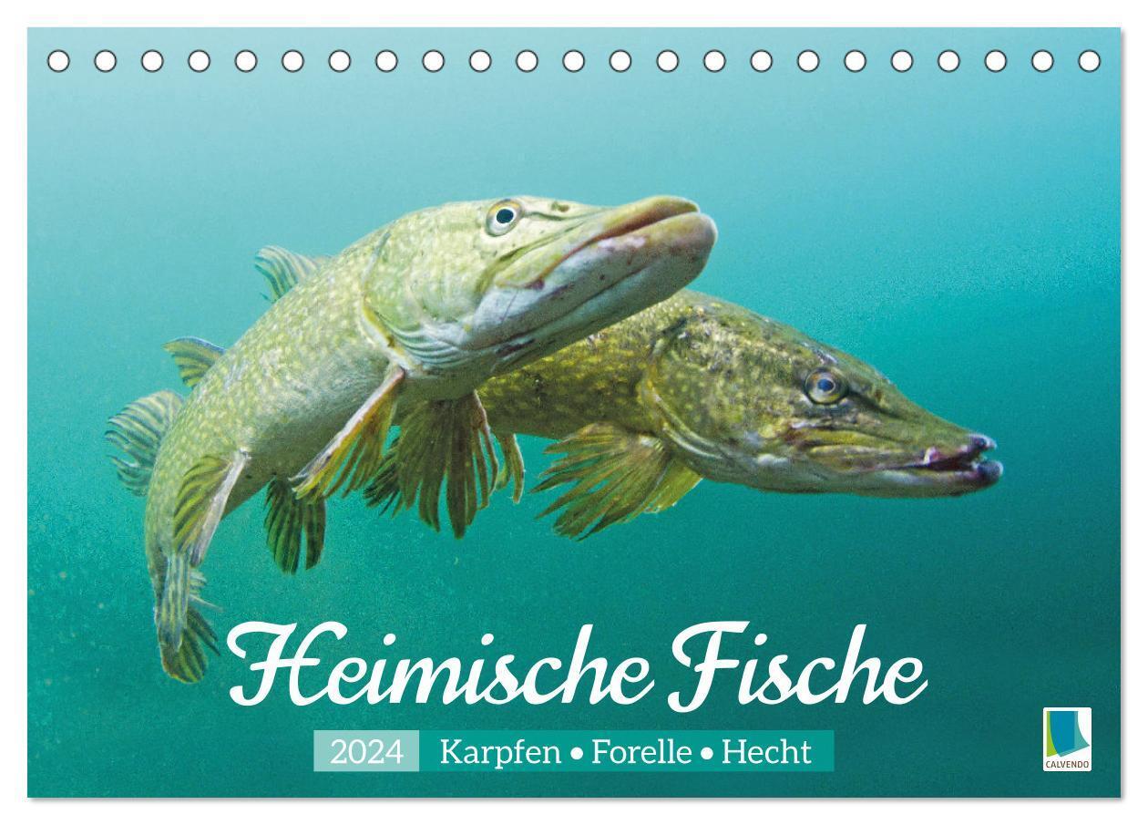 Cover: 9783383684937 | Heimische Fische: Karpfen, Forelle, Hecht (Tischkalender 2024 DIN...