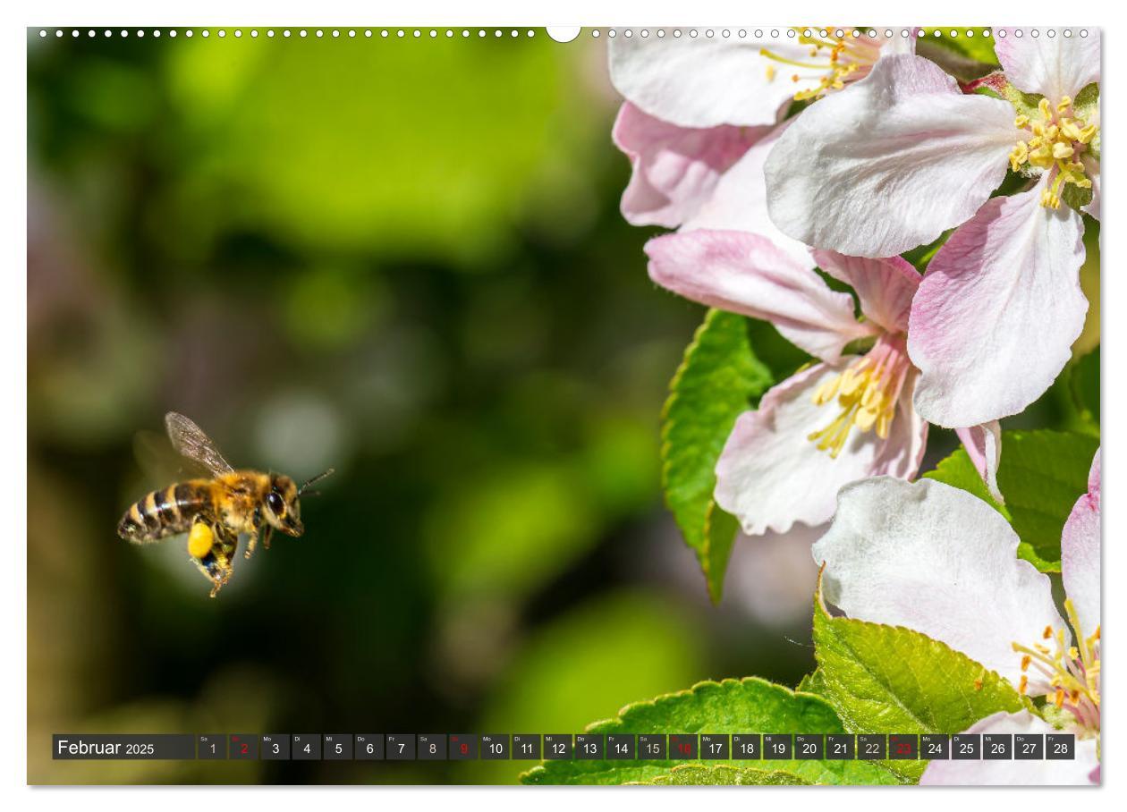 Bild: 9783383794384 | Sehe die Bienen (Wandkalender 2025 DIN A2 quer), CALVENDO...