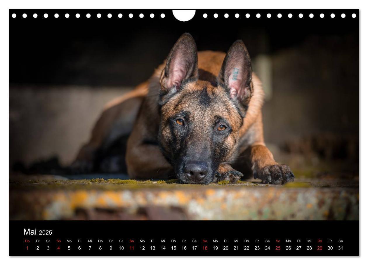 Bild: 9783435643554 | Belgischer Schäferhund - Der Malinois (Wandkalender 2025 DIN A4...