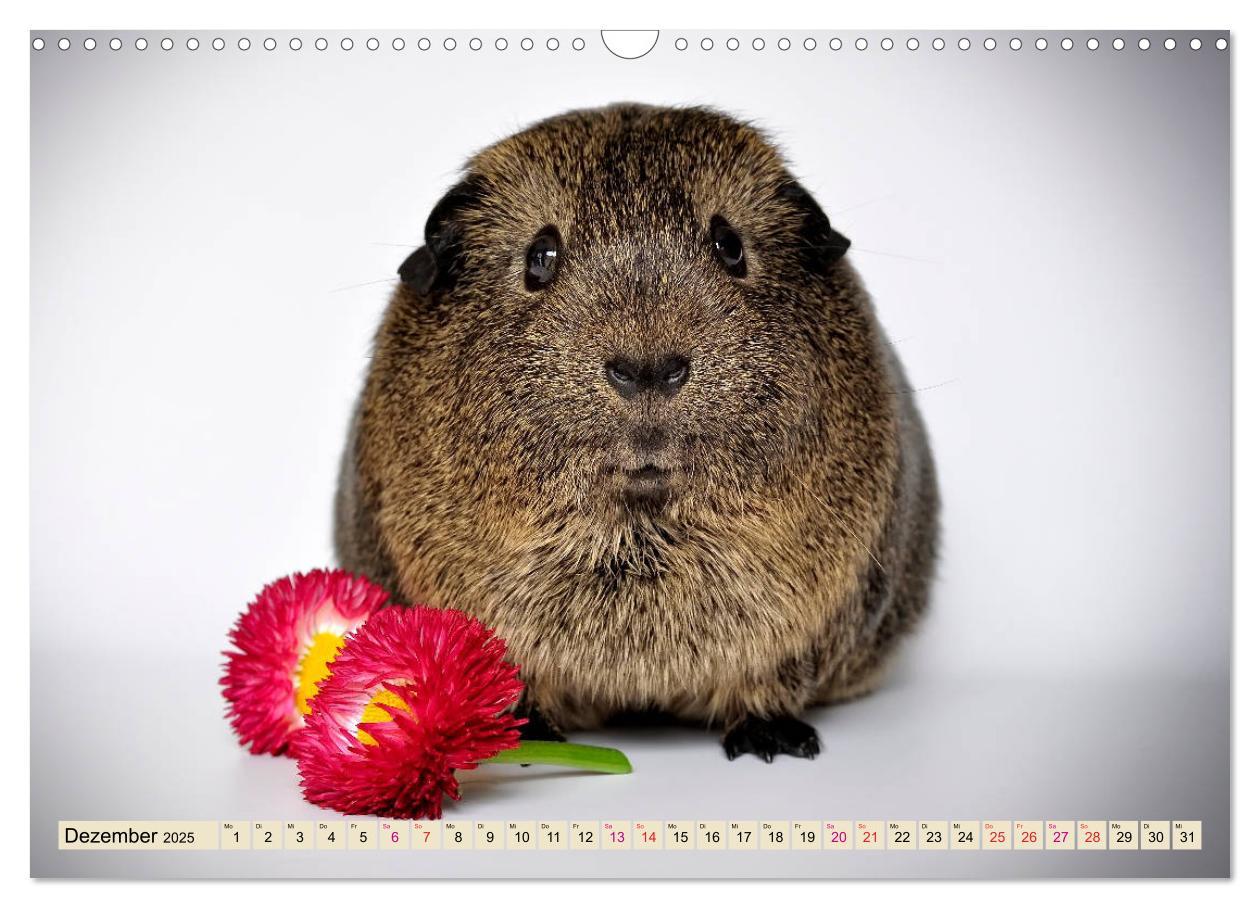 Bild: 9783435364930 | Meerschweinchen - so süß (Wandkalender 2025 DIN A3 quer), CALVENDO...