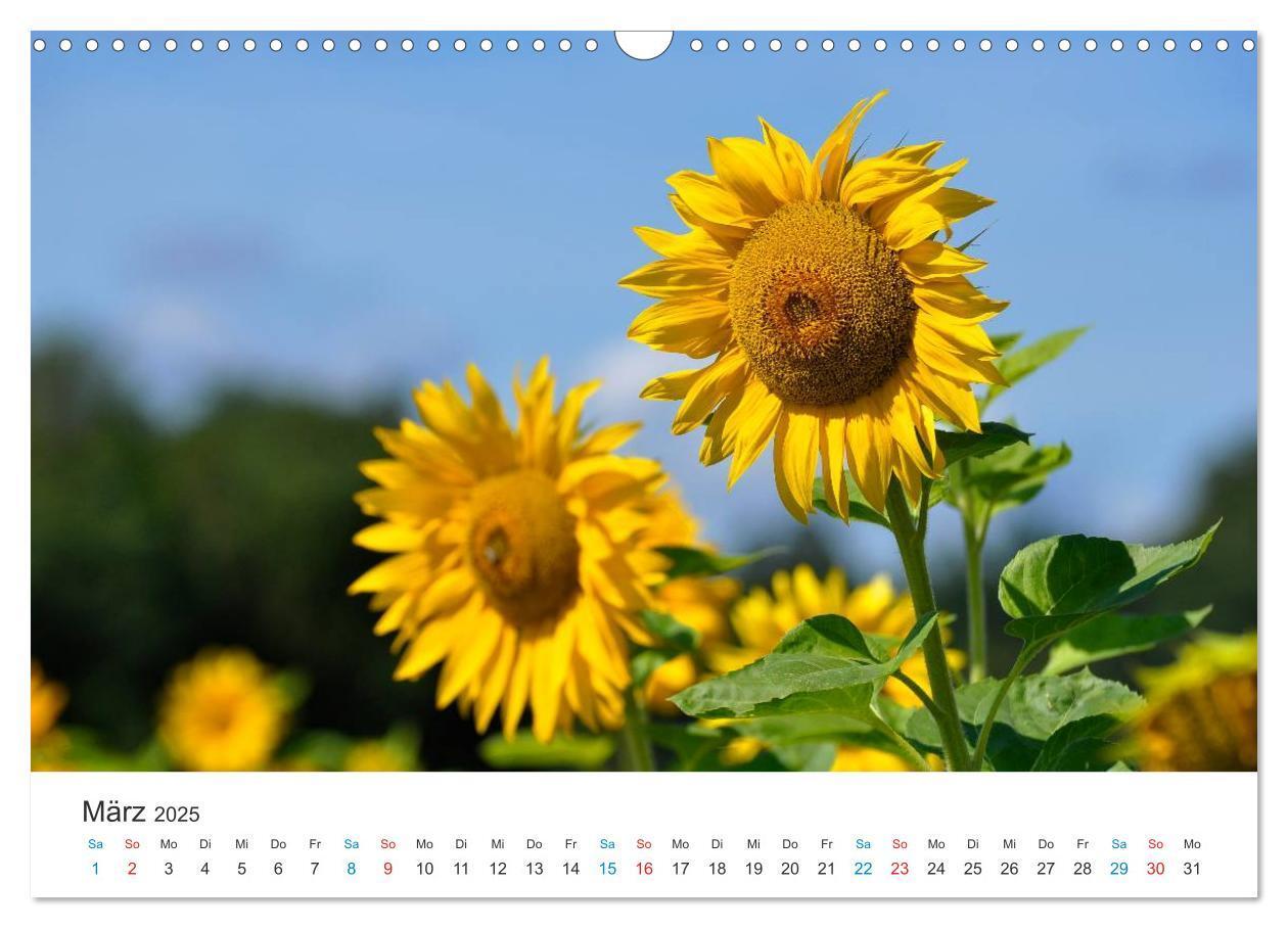 Bild: 9783435788019 | Sonnenblumen 2025 (Wandkalender 2025 DIN A3 quer), CALVENDO...