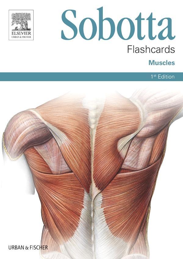 Cover: 9780702052583 | Sobotta Flashcards Muscles | Muscles | Lars Bräuer | Box | Sobotta