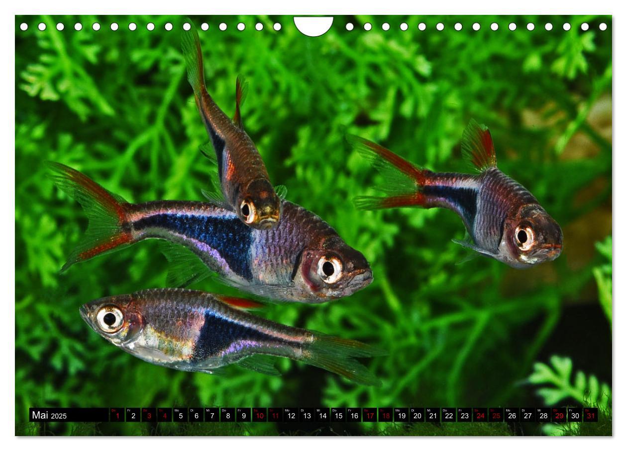 Bild: 9783383867392 | Beliebte Fische der Welt (Wandkalender 2025 DIN A4 quer), CALVENDO...