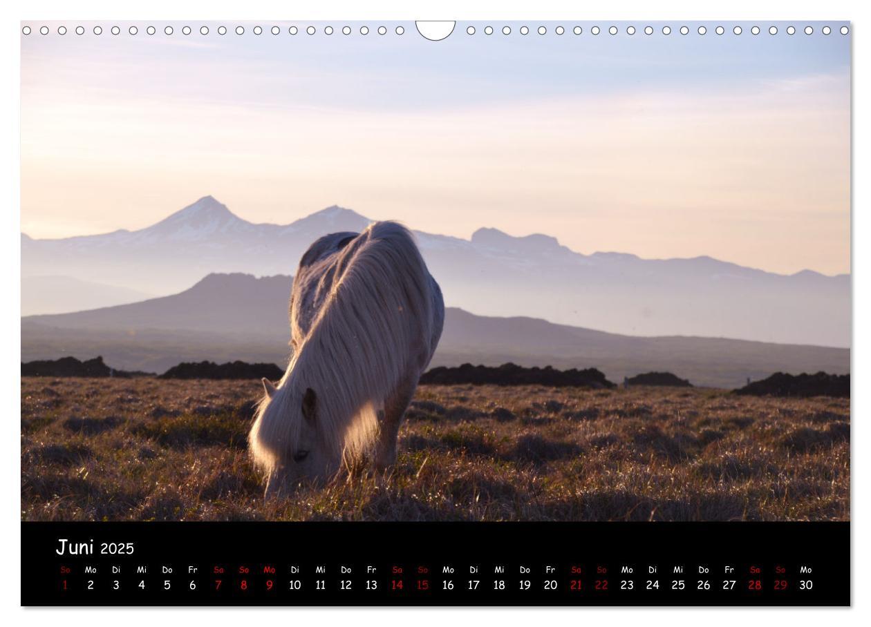 Bild: 9783435071814 | Das Islandpferd (Wandkalender 2025 DIN A3 quer), CALVENDO...