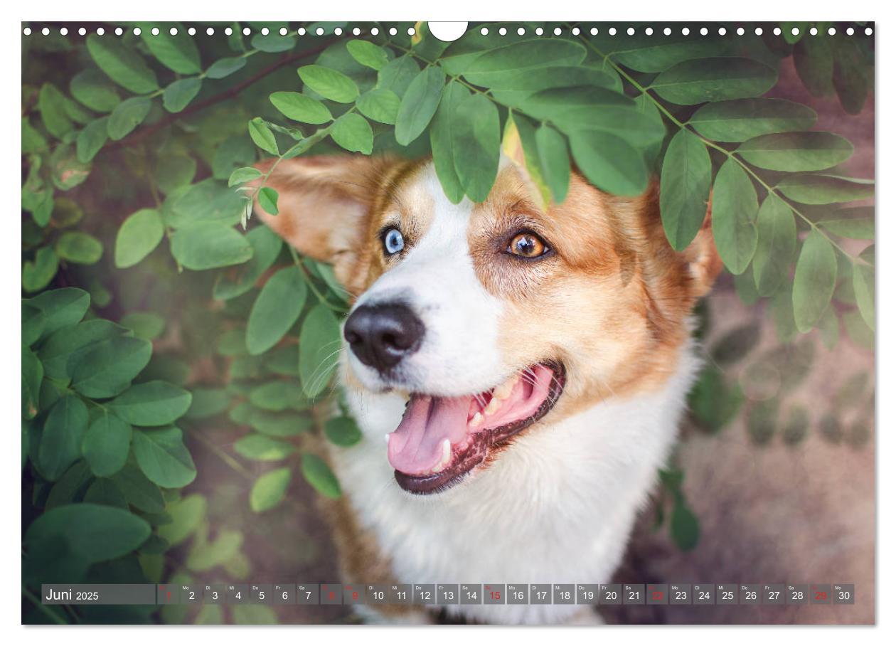 Bild: 9783435118502 | Welsh Corgi - Der Kobold unter den Hunden (Wandkalender 2025 DIN A3...