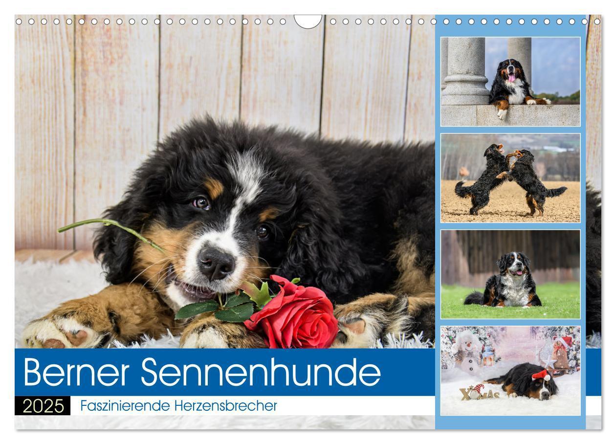 Cover: 9783457182543 | Berner Sennenhunde - Faszinierende Herzensbrecher (Wandkalender...