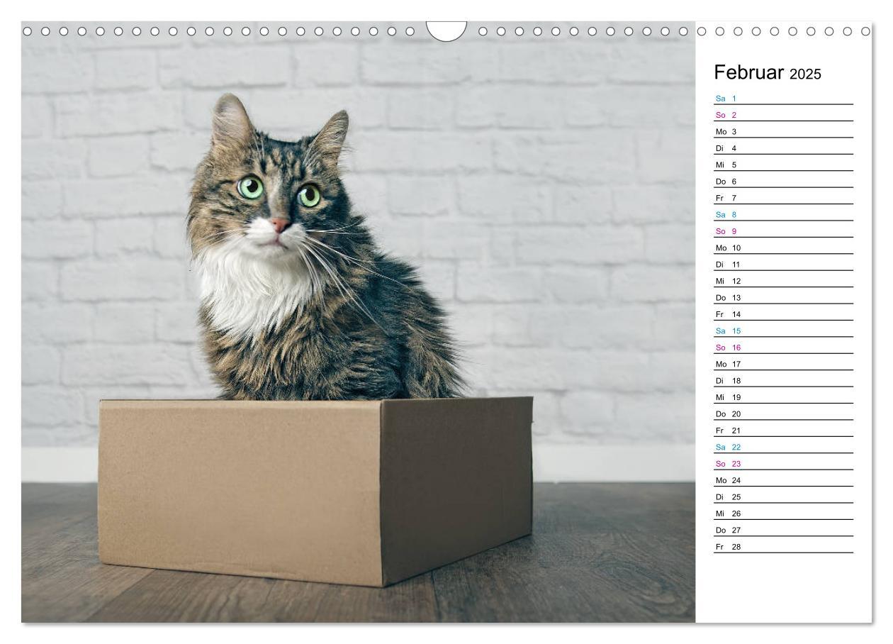 Bild: 9783435205417 | Karton Katzen (Wandkalender 2025 DIN A3 quer), CALVENDO Monatskalender