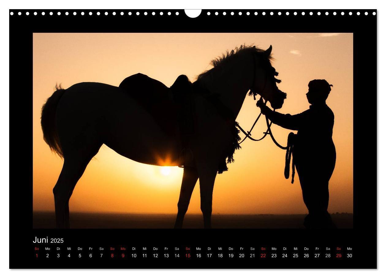 Bild: 9783435789412 | Vollblutaraber (Wandkalender 2025 DIN A3 quer), CALVENDO...