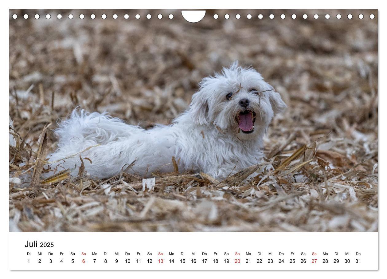 Bild: 9783435276479 | Moritz, der freche Malteser (Wandkalender 2025 DIN A4 quer),...