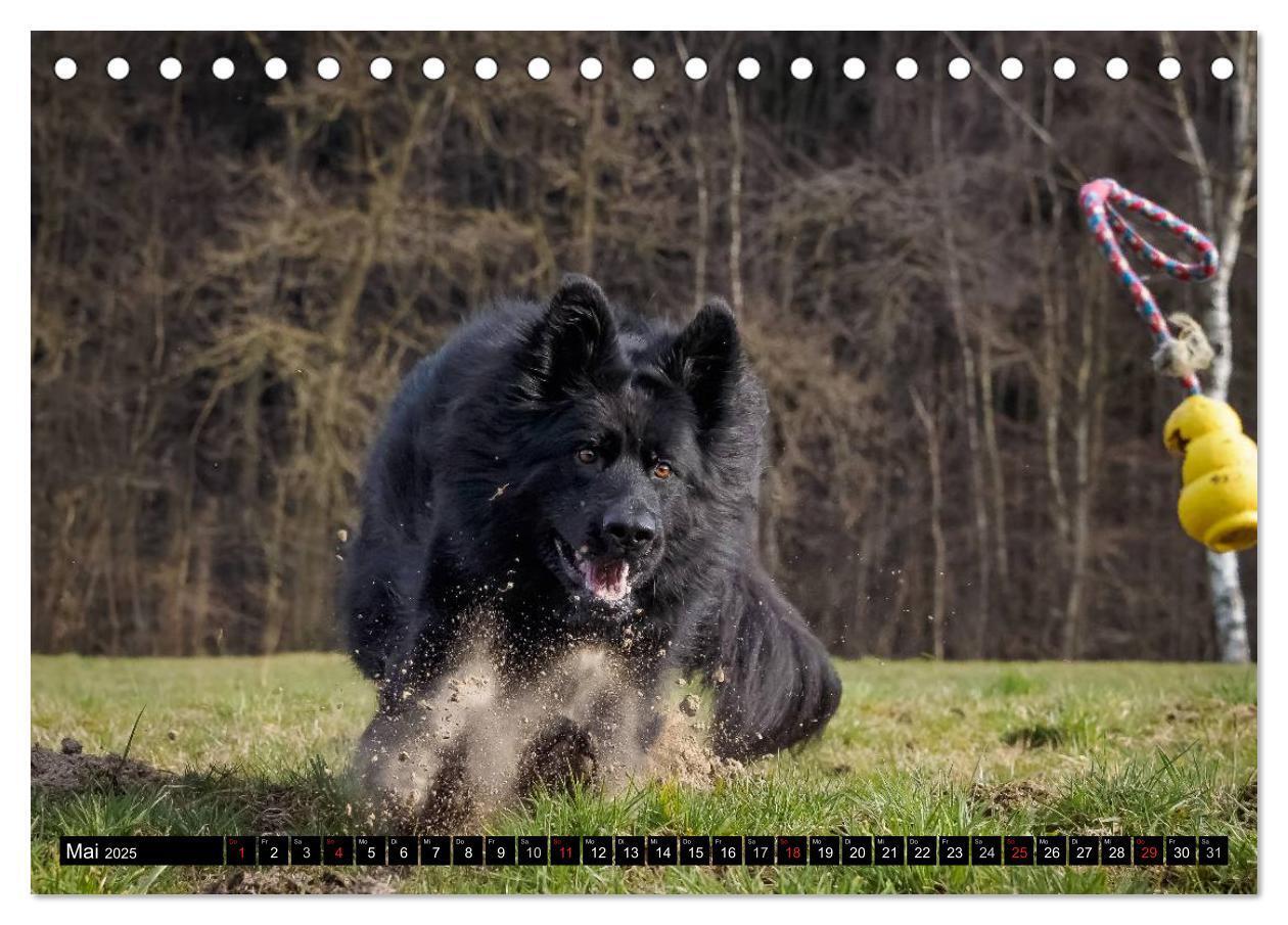 Bild: 9783435572564 | Schwarz ist schön! Der lackschwarze altdeutsche Schäferhund...