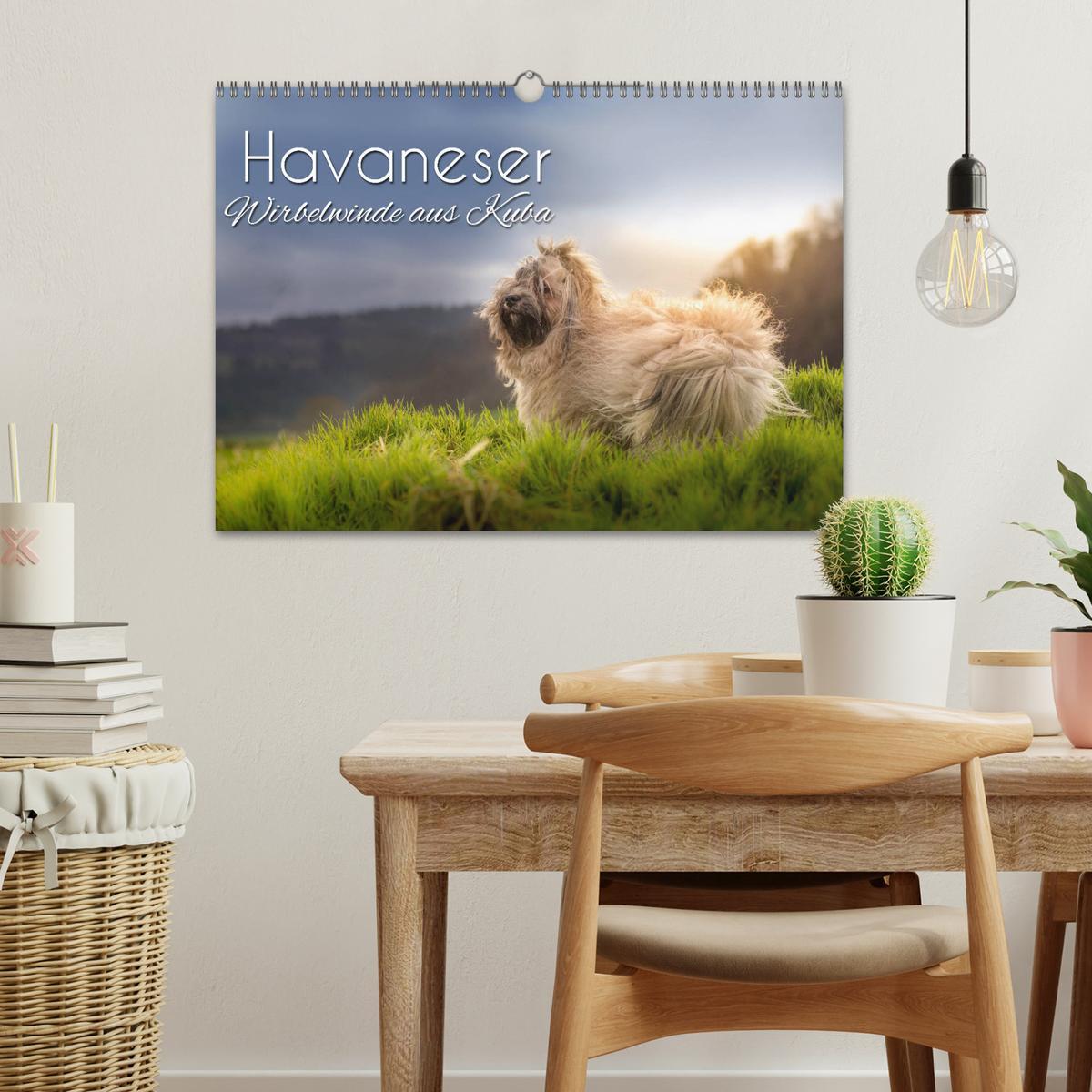 Bild: 9783435347582 | Havaneser - Wirbelwinde aus Kuba (Wandkalender 2025 DIN A3 quer),...