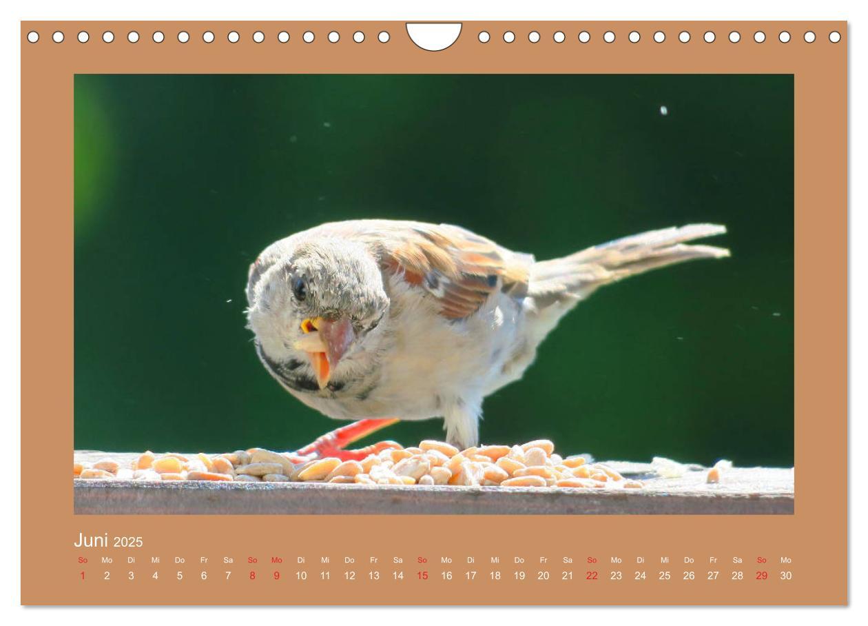 Bild: 9783435206049 | Vogelporträts - Heimische Vögel auf meinem Balkon (Wandkalender...