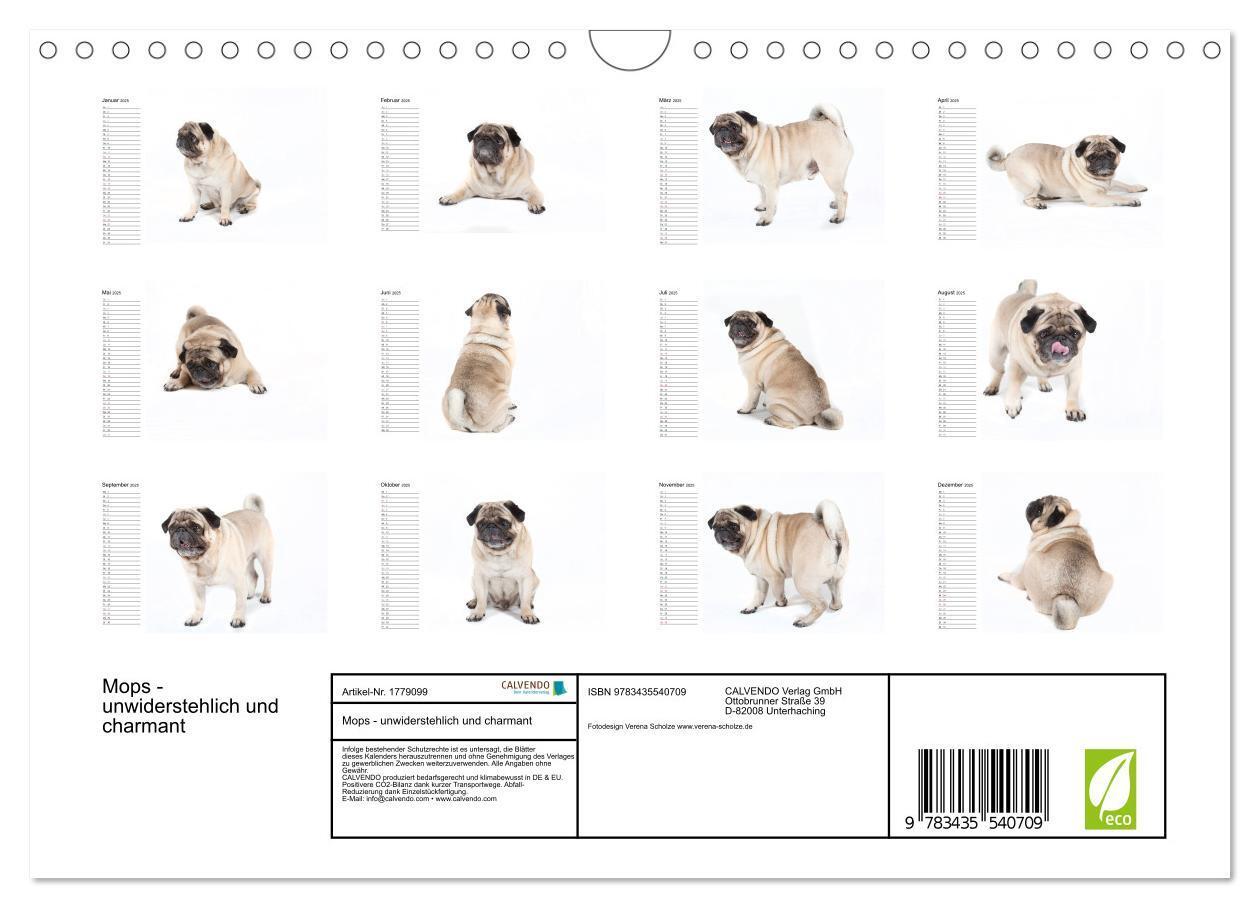 Bild: 9783435540709 | Mops - unwiderstehlich und charmant (Wandkalender 2025 DIN A4...