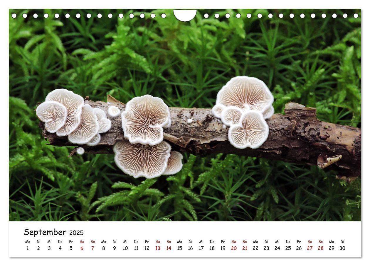 Bild: 9783435332007 | Pilzgalerie - Die bunte Welt der Baumpilze (Wandkalender 2025 DIN...