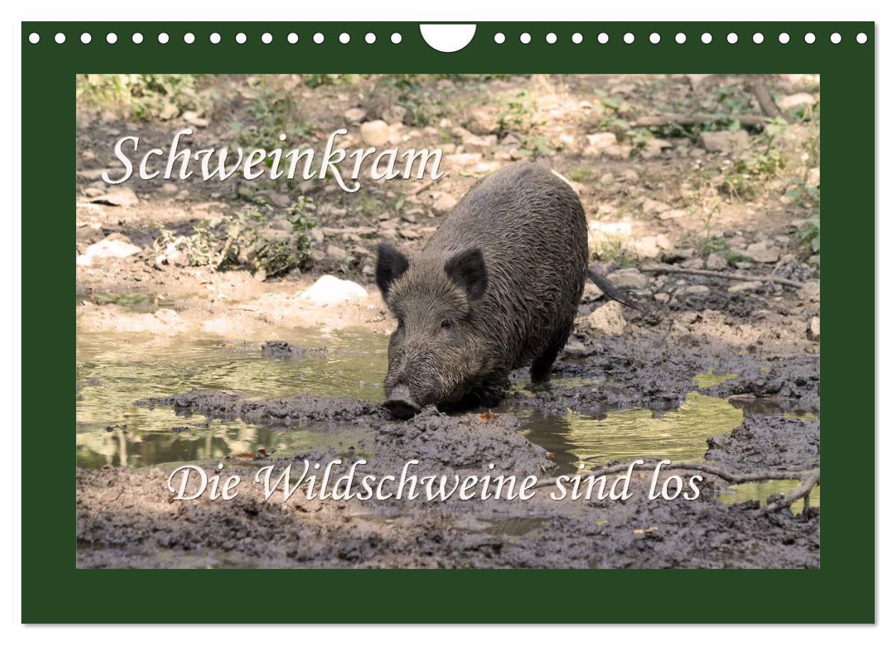 Cover: 9783383568589 | Schweinkram - Die Wildschweine sind los (Wandkalender 2024 DIN A4...