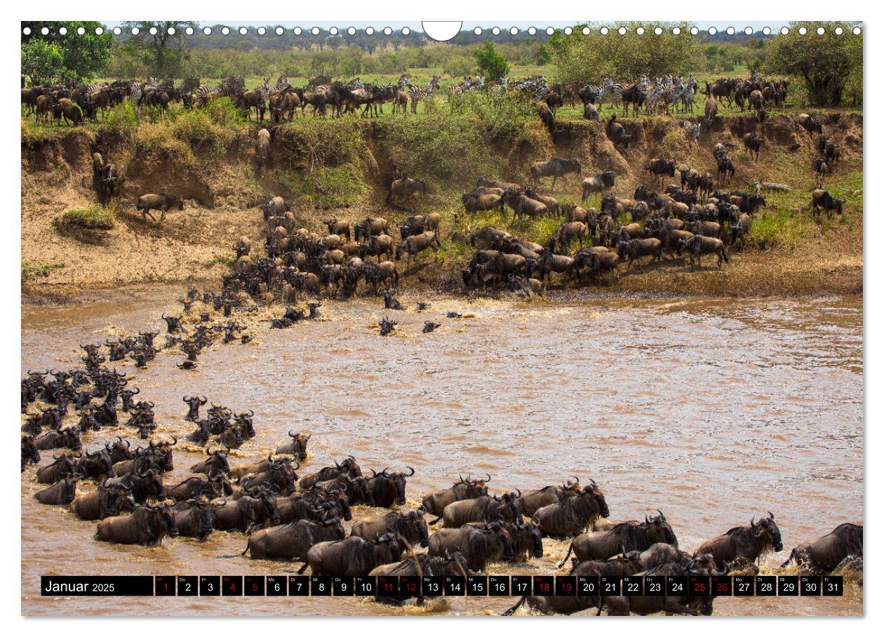 Bild: 9783435342167 | Tansania - Tierwanderung in der Serengeti (Wandkalender 2025 DIN A3...