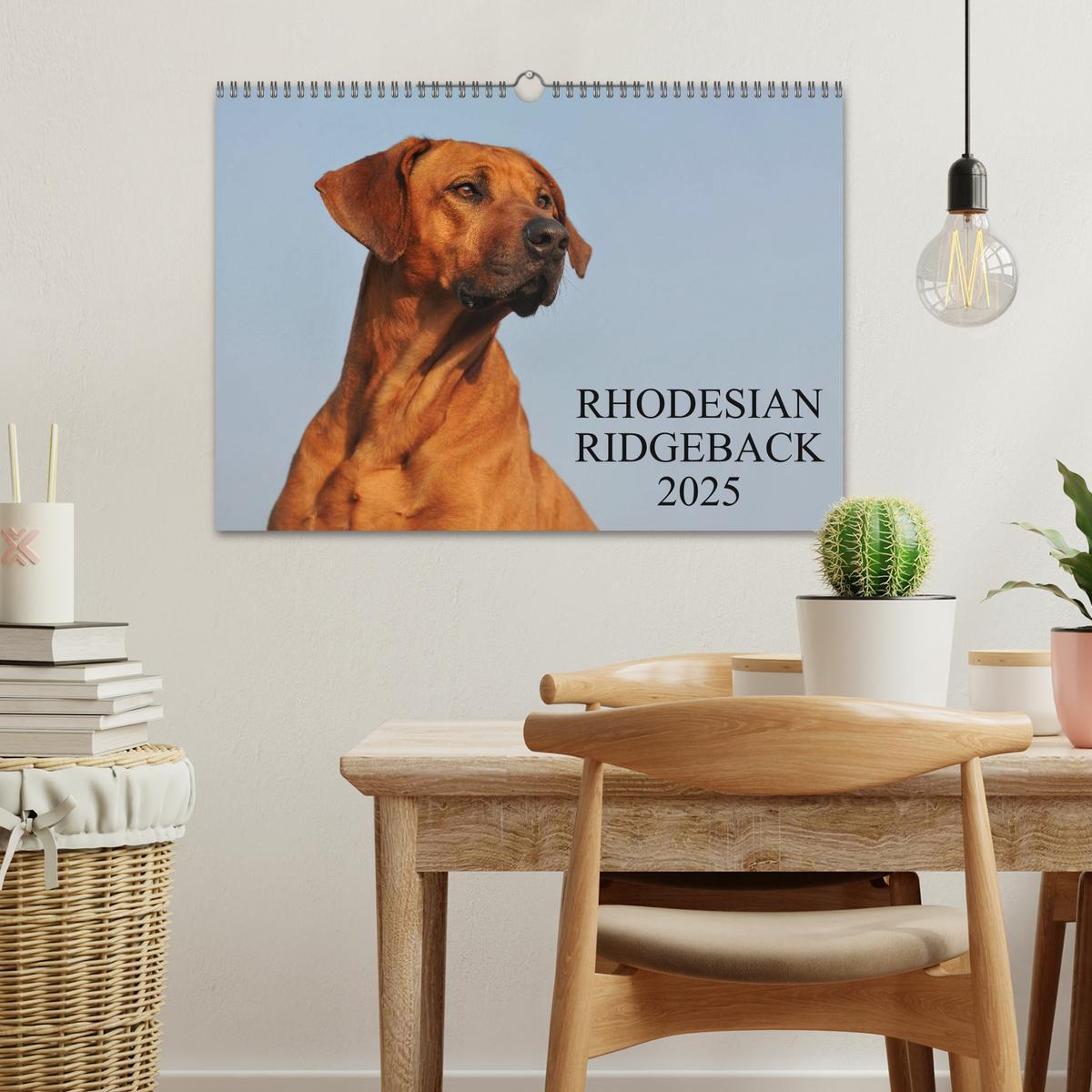 Bild: 9783435759750 | Rhodesian Ridgeback 2025 (Wandkalender 2025 DIN A3 quer), CALVENDO...