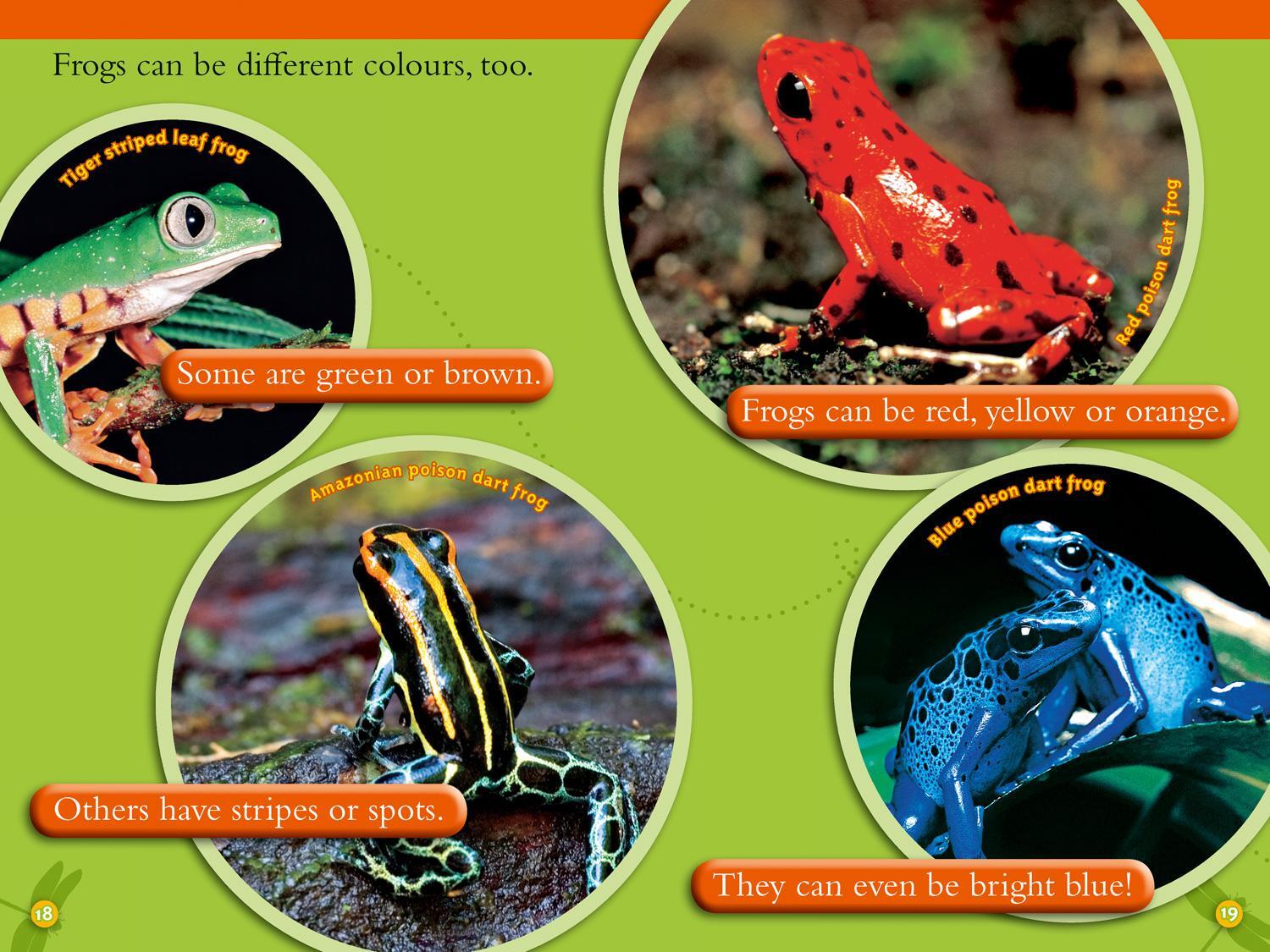 Bild: 9780008266677 | Frogs | Level 2 | Elizabeth Carney (u. a.) | Taschenbuch | Englisch