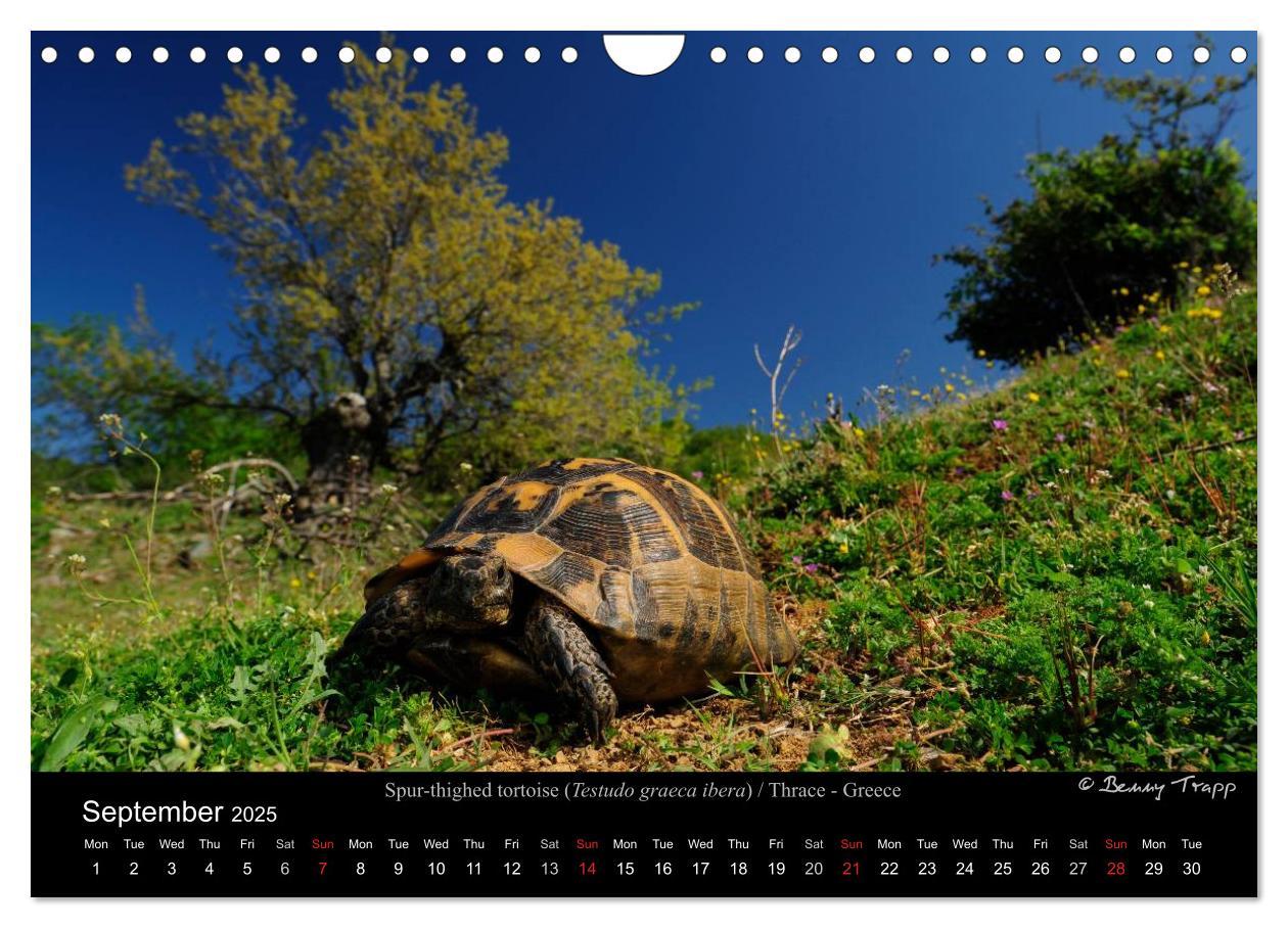 Bild: 9781325996001 | European Tortoises / UK-Version (Wall Calendar 2025 DIN A4...