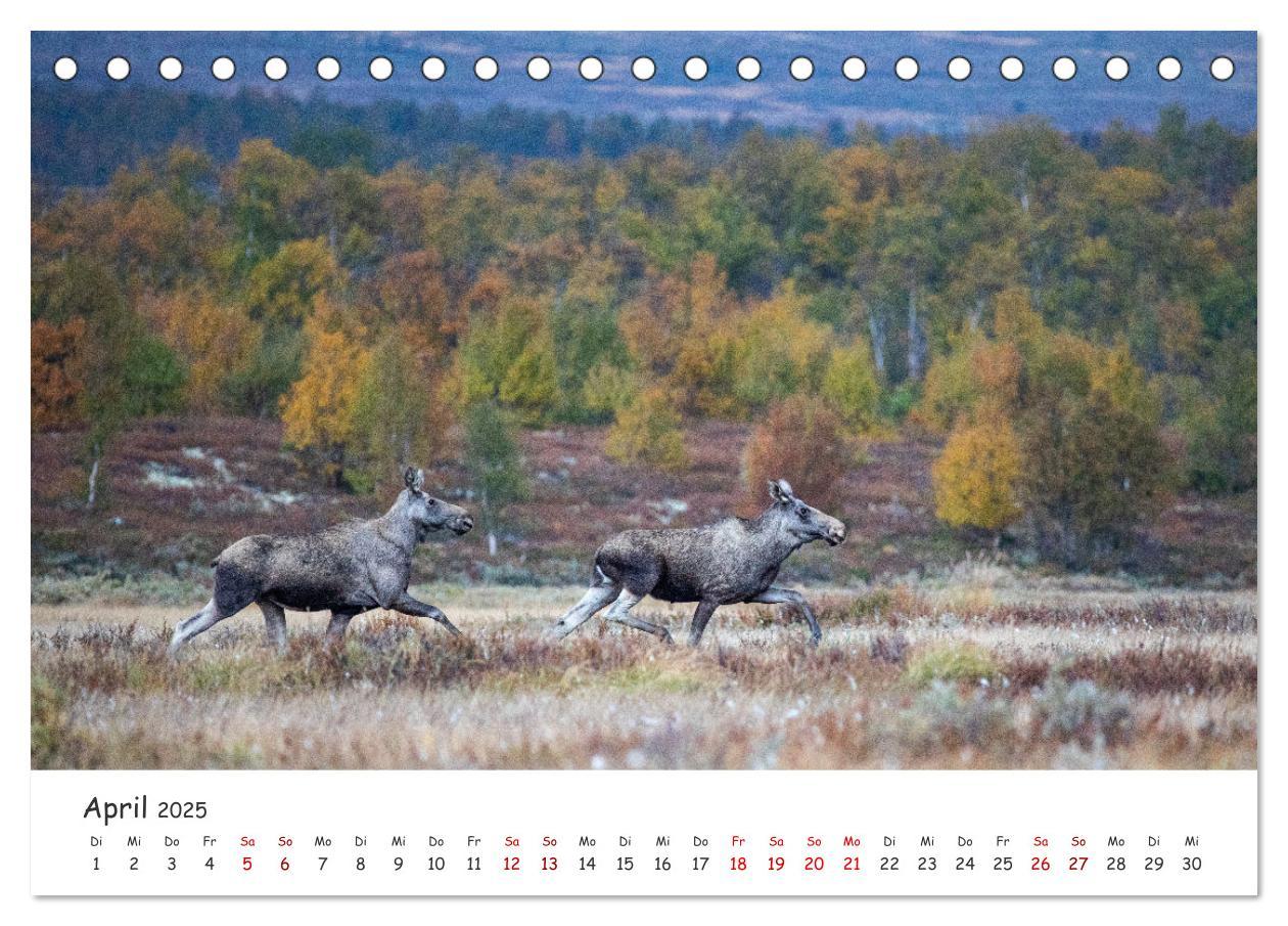 Bild: 9783383947124 | Der Elch - König der skandinavischen Wälder (Tischkalender 2025 DIN...