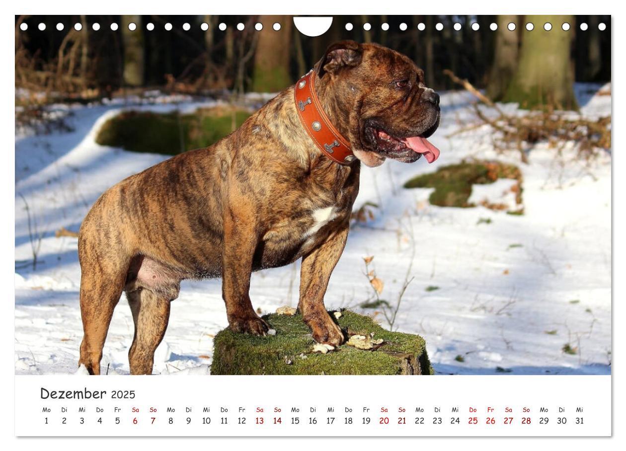 Bild: 9783435105328 | Wunderschöne Bulldoggen (Wandkalender 2025 DIN A4 quer), CALVENDO...