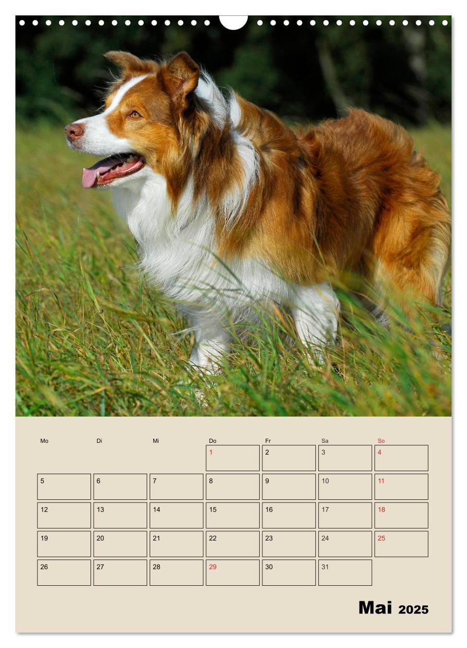 Bild: 9783435959204 | Border Collie - Ein Familienplaner (Wandkalender 2025 DIN A3 hoch),...