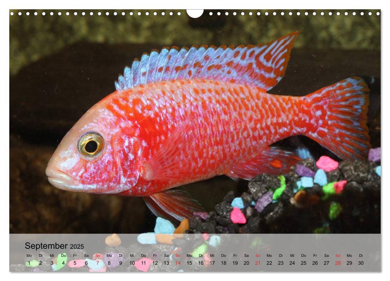 Bild: 9783435590445 | Knallbunte Wasserwelt. Die Welt der Fische (Wandkalender 2025 DIN...