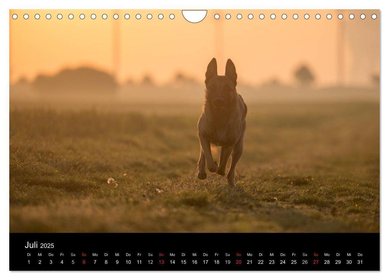 Bild: 9783435639205 | Belgische Schäferhunde - Der Malinois im Licht (Wandkalender 2025...