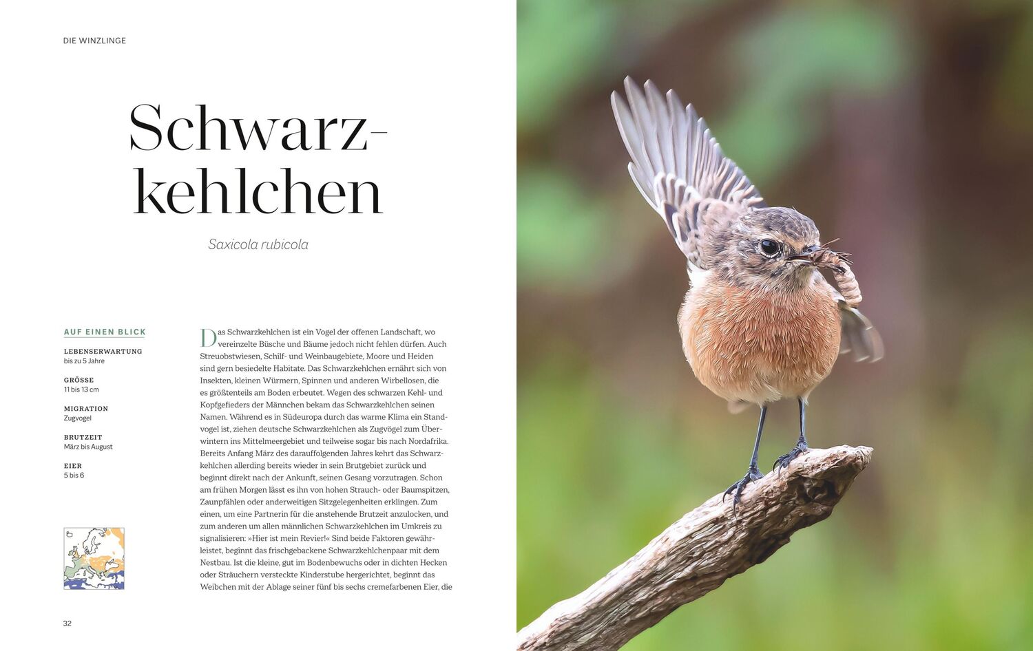 Bild: 9783967470796 | Die magische Welt unserer Vögel | Hannes Bonzheim (u. a.) | Buch | BLV