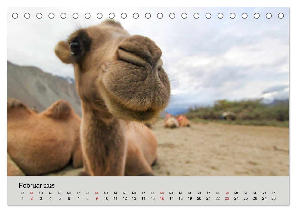 Bild: 9783435586639 | Kamel Porträt (Tischkalender 2025 DIN A5 quer), CALVENDO...