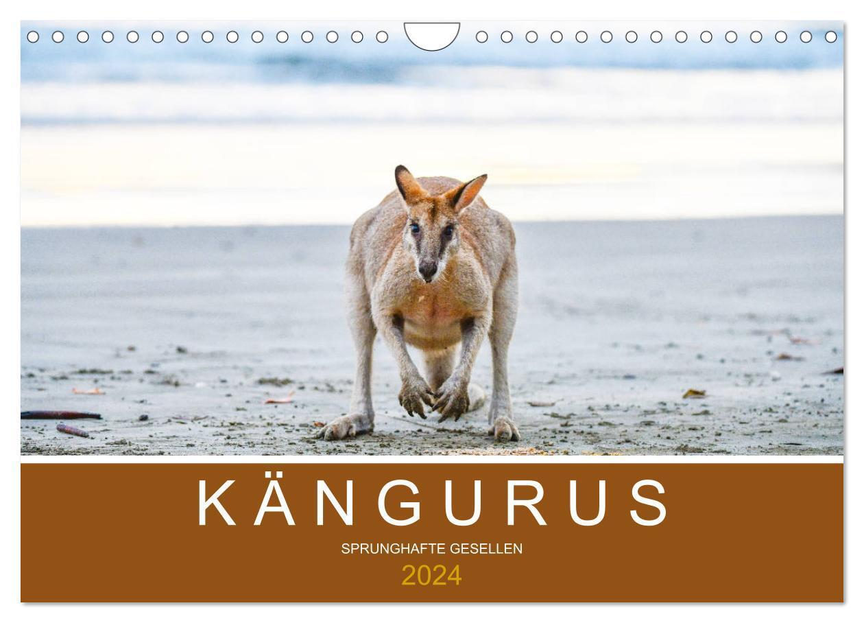 Cover: 9783675852075 | Kängurus, sprunghafte Gesellen (Wandkalender 2024 DIN A4 quer),...