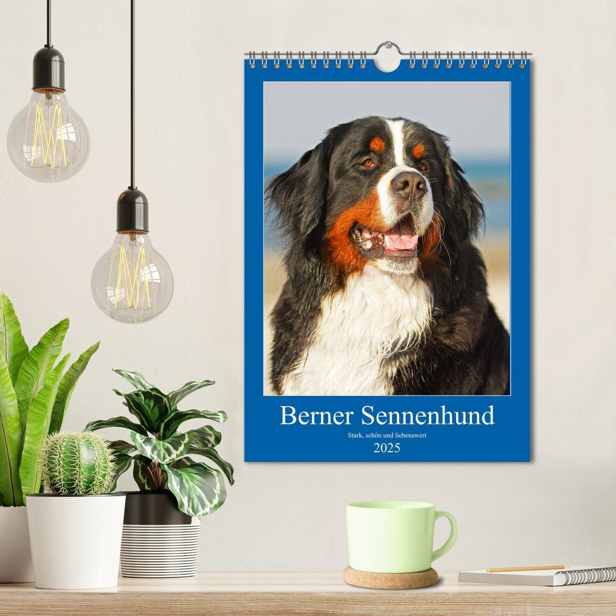 Bild: 9783435961054 | Berner Sennenhund - stark , schön und liebenswert (Wandkalender...