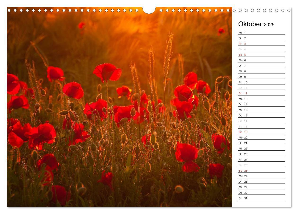 Bild: 9783435218288 | Ein Traum von Mohn (Wandkalender 2025 DIN A3 quer), CALVENDO...