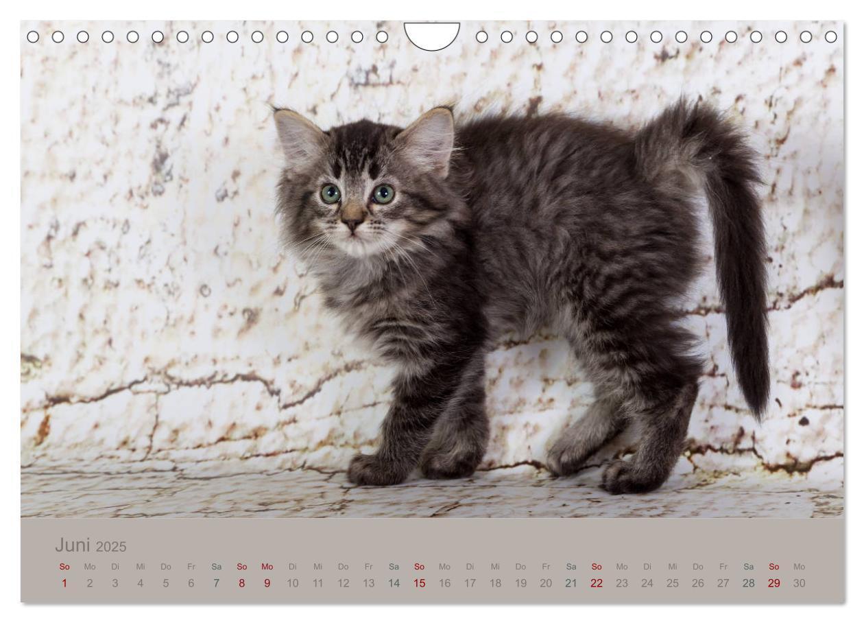 Bild: 9783435341627 | Flauschige Ragdoll Kitten (Wandkalender 2025 DIN A4 quer), CALVENDO...