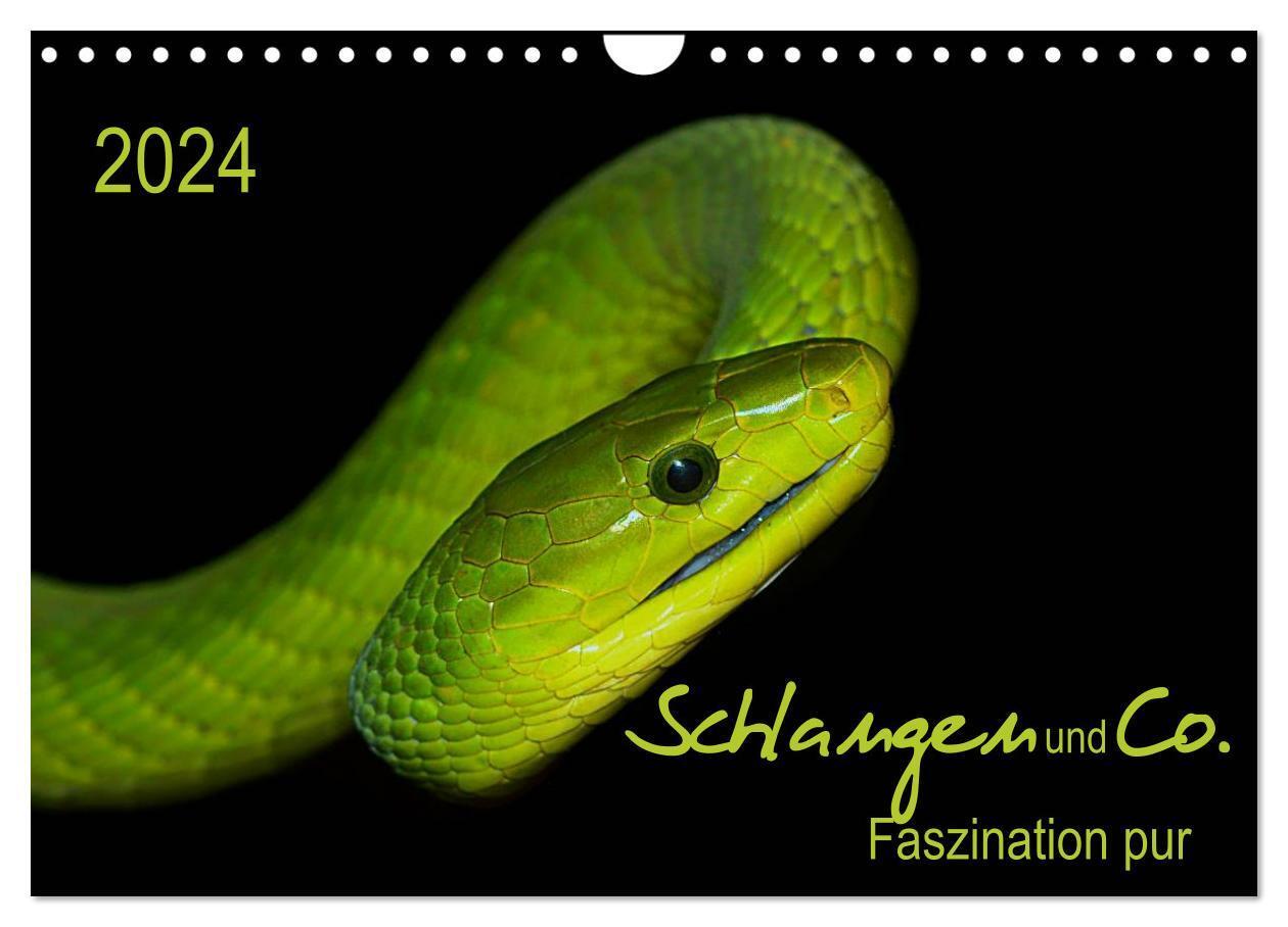 Cover: 9783383365690 | Schlangen und Co. - Faszination pur (Wandkalender 2024 DIN A4...