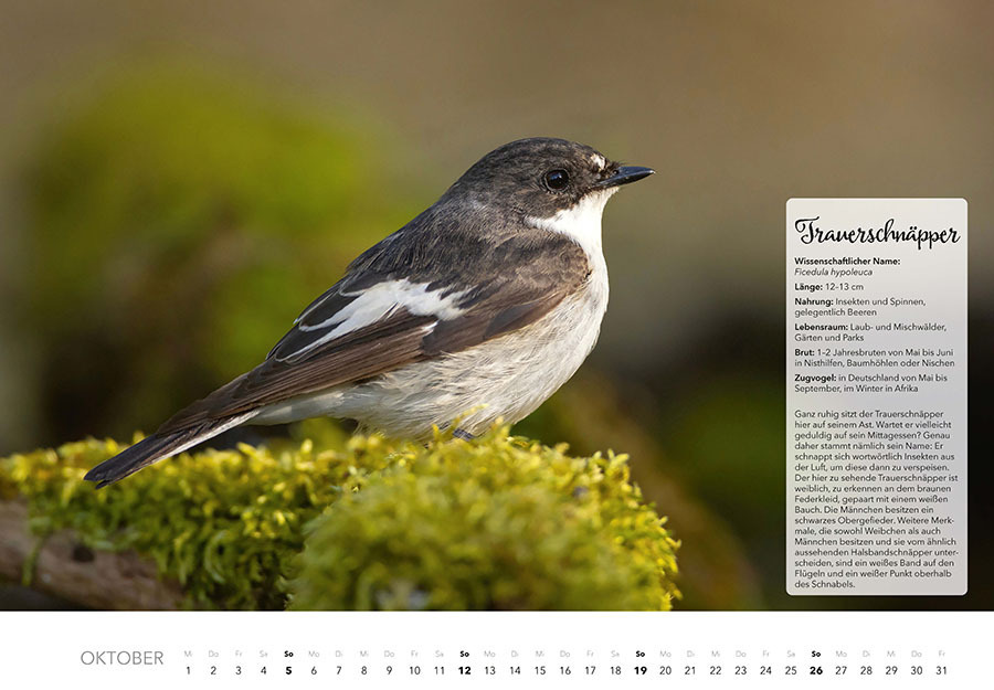 Bild: 9783966648370 | Unsere Gartenvögel Kalender 2025 | Kalender | Spiralbindung | 14 S.