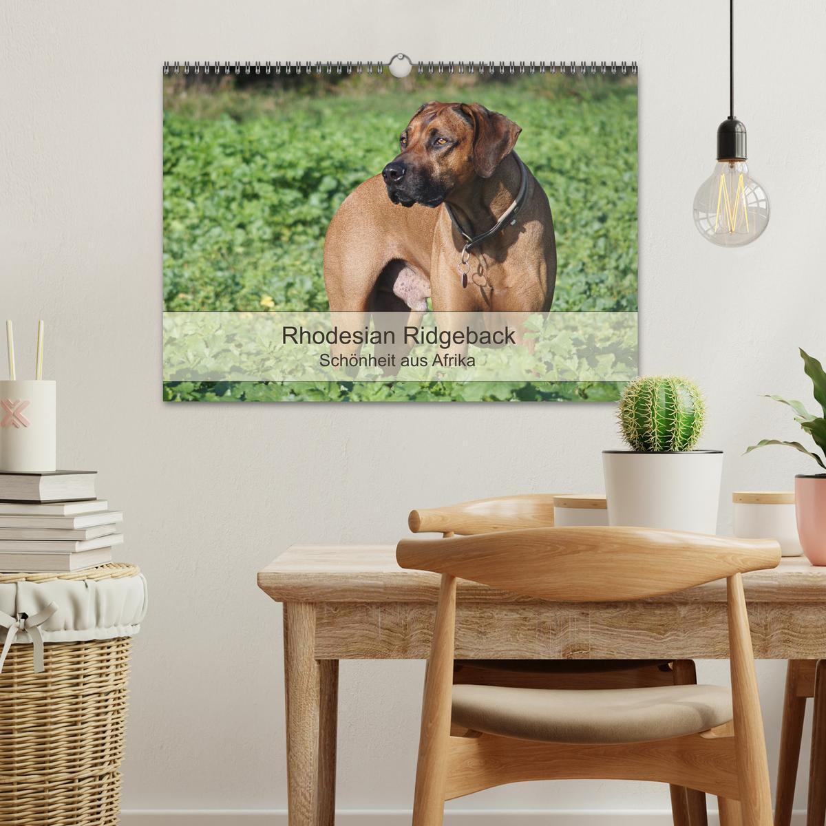 Bild: 9783435482351 | Rhodesian Ridgeback Schönheit aus Afrika (Wandkalender 2025 DIN A3...