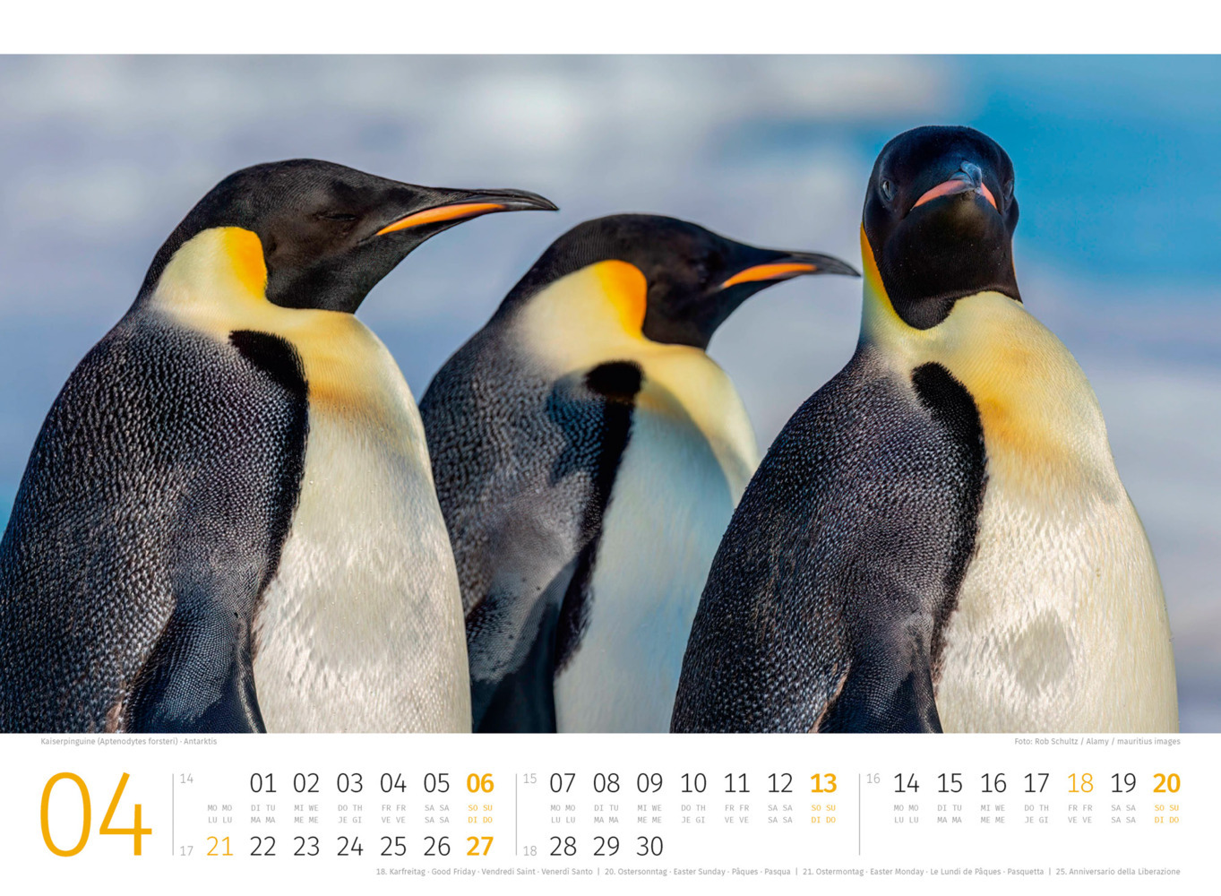 Bild: 9783838425894 | Pinguine Kalender 2025 | Ackermann Kunstverlag | Kalender | 14 S.