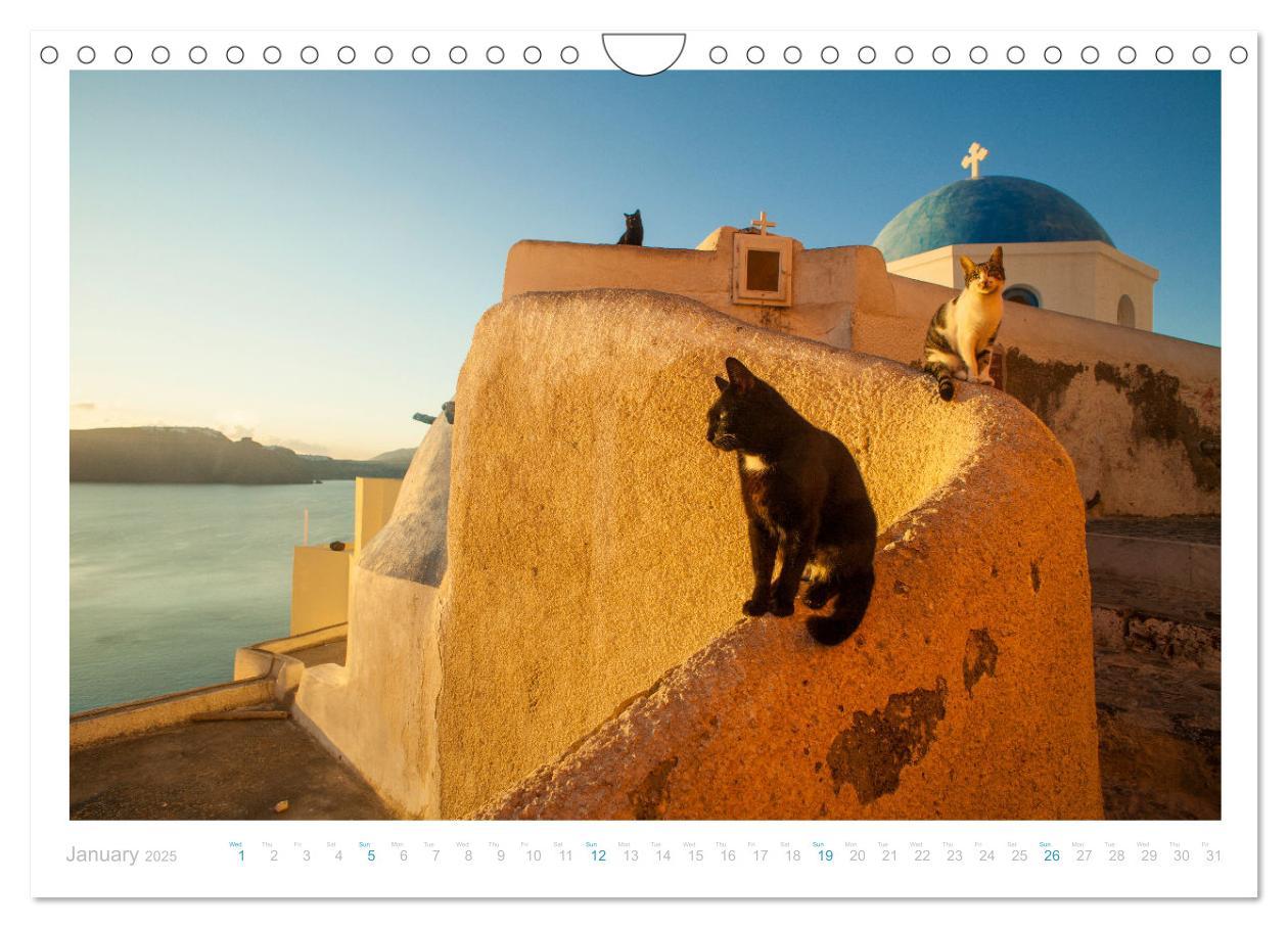 Bild: 9781325837526 | Cats of the Greek Islands (Wall Calendar 2025 DIN A4 landscape),...