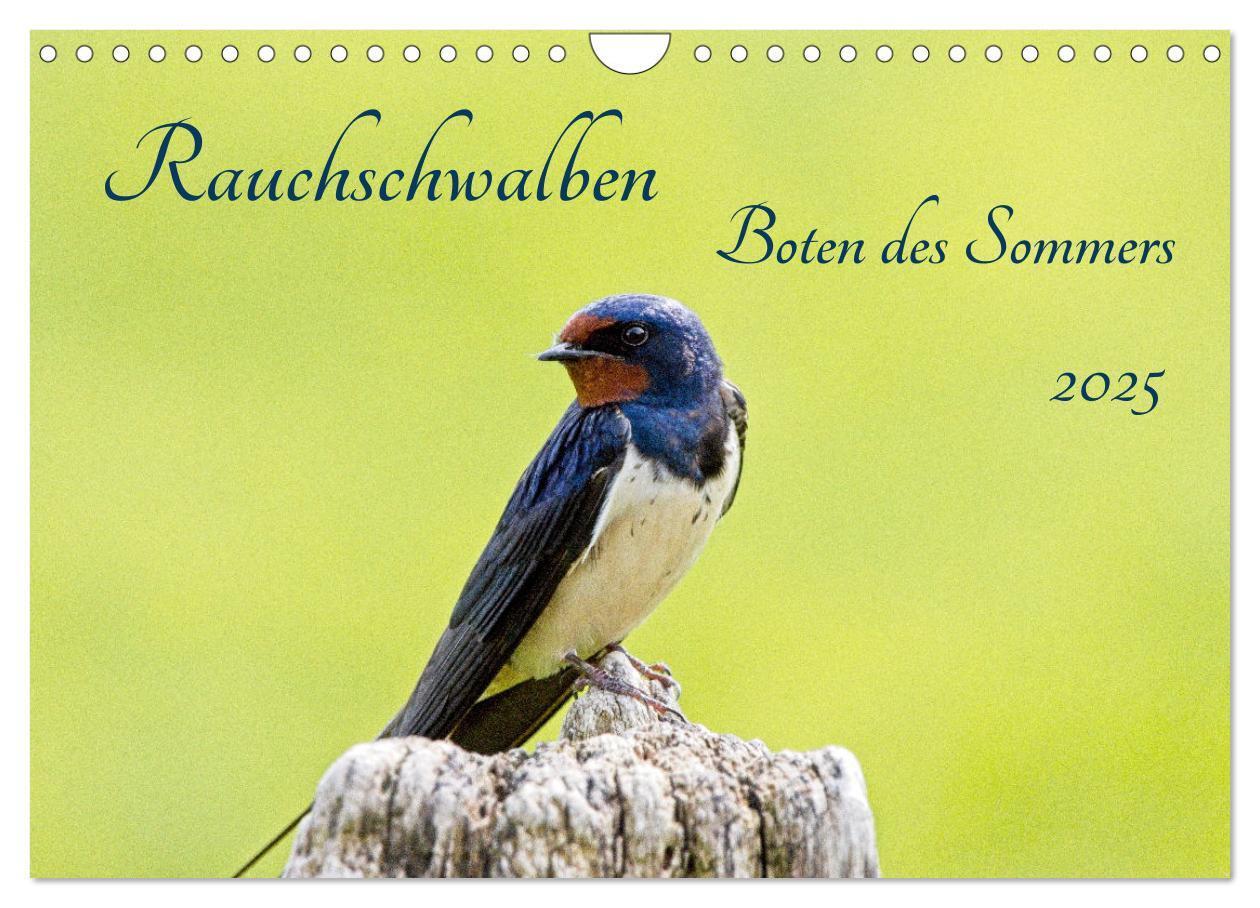 Cover: 9783383844607 | Rauchschwalben - Boten des Sommers (Wandkalender 2025 DIN A4 quer),...