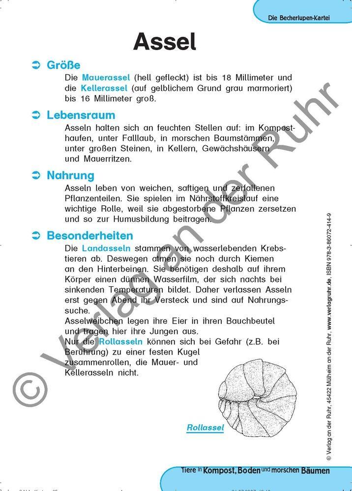 Bild: 9783860724149 | Tiere in Kompost, Boden und morschen Bäumen | Jürgen Dittmann (u. a.)